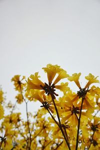 Close-up of yellow flowers blooming against clear sky