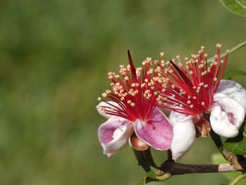 Close-up of red flowering plant