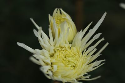 Close-up of white flower