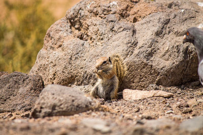 View of squirrel on rock