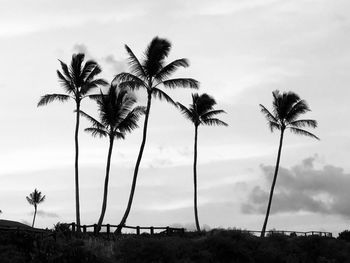 Low angle view of coconut palm trees against sky