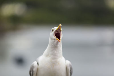 Close-up of bird against water