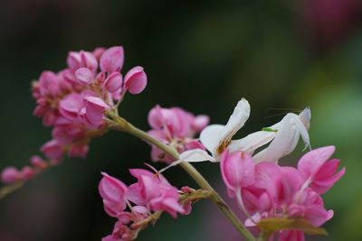 Close-up of pink cherry blossoms