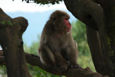 Close-up of monkey sitting on tree trunk