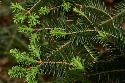 Close-up of pine tree