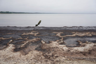 Smelly rotting algae at baltic sea beach in summer