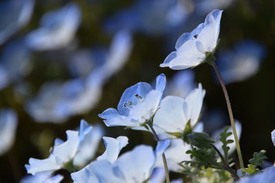 Close-up of white flowering plant