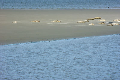 View of birds on beach