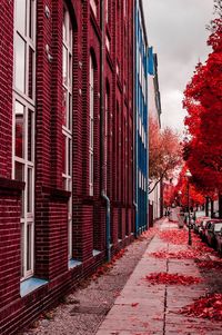 Red leaves in city against sky