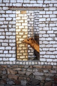Camel behind wall