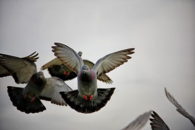 Low angle view of birds flying against sky