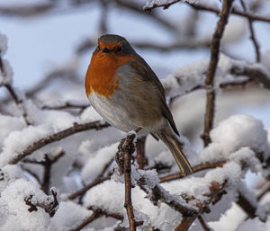 Bird perching on branch during winter