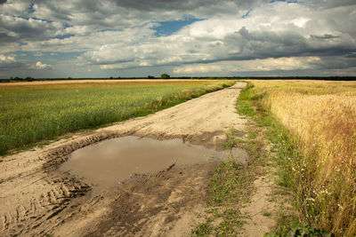 Puddle on a dirt road through fields with grain and clouds on the sky