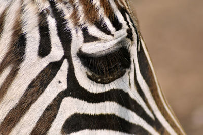 Close-up of zebra