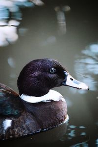 High angle view of duck swimming in lake