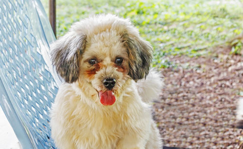 Portrait of cute puppy