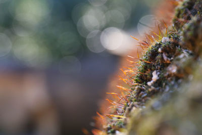 Close-up of succulent plant