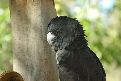 Close-up of a bird