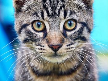 Close-up portrait of a cat