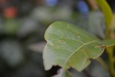 Close-up of dew drops on leaves