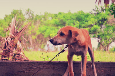 Close-up of a dog looking away