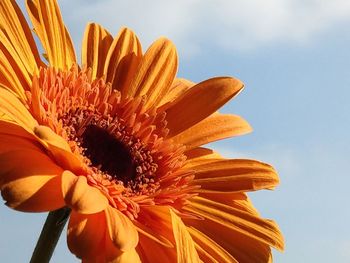 Close-up of orange flower against sky