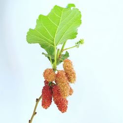 Close-up of red berries on plant against white background
