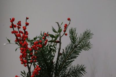 Close-up of red berries growing on tree against sky