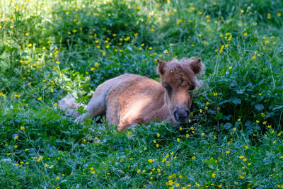 Side view of dog on grassy field