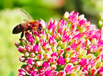 Close-up of honey bee pollinating on pink flower