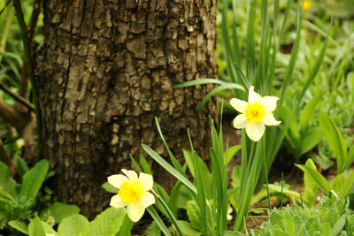 Close-up of yellow flowering plant