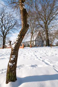 Snow covered bare trees on field during winter