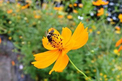 Close-up of bee on yellow flower