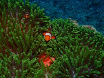 View of fish in sea