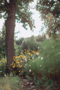 Trees and plants growing on field in forest