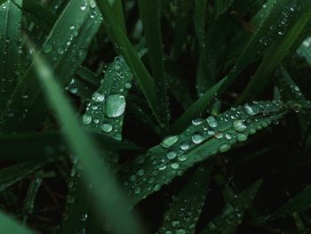 Close-up of wet plants