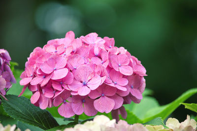 Close-up of pink hydrangea