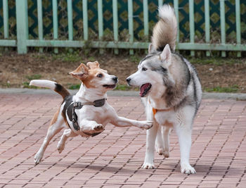 View of dogs on footpath