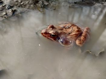 animal