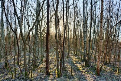 Bare trees in forest