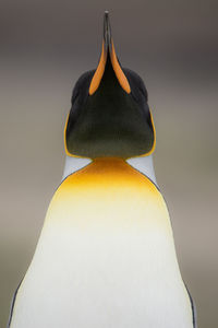 Close-up of penguin