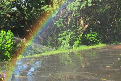 Scenic view of rainbow over trees in forest