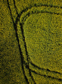 Full frame shot of agricultural field