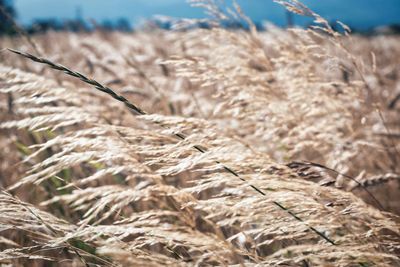 Close-up of stalks in field