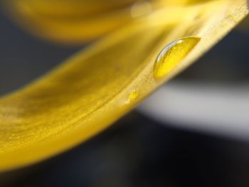 Close-up of plant against blurred background