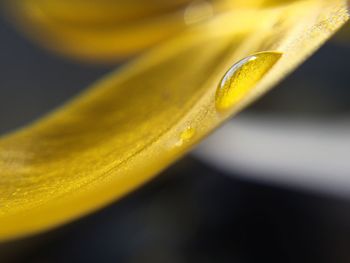 Close-up of water drop on yellow flower