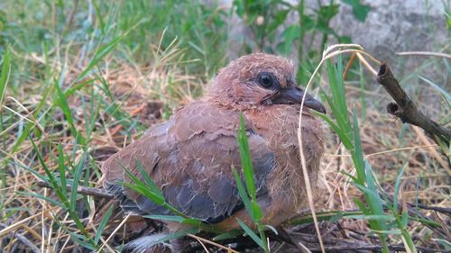 Close-up of bird perching on field