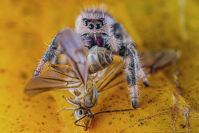 Close-up of spider