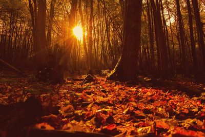 Sun shining through trees in forest