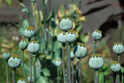 Close-up of plants growing on field during sunny day